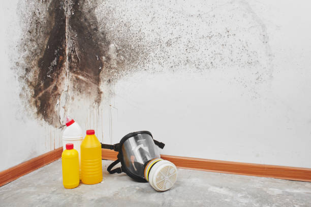 Best Commercial Mold Removal  in North Amityville, NY