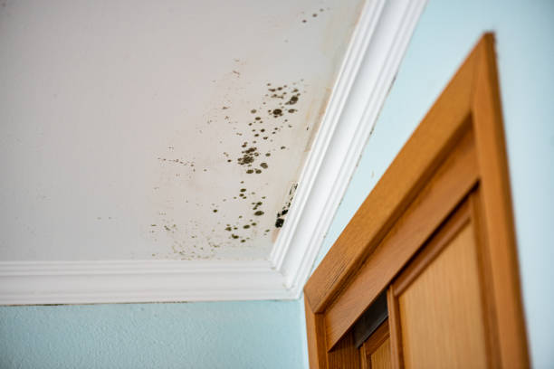Best Mold Remediation Experts  in North Amityville, NY